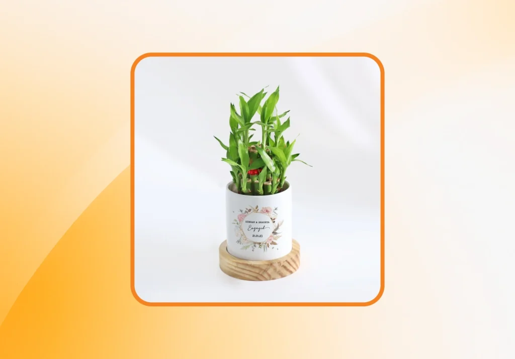 Bamboo Plant With Personalized Pot