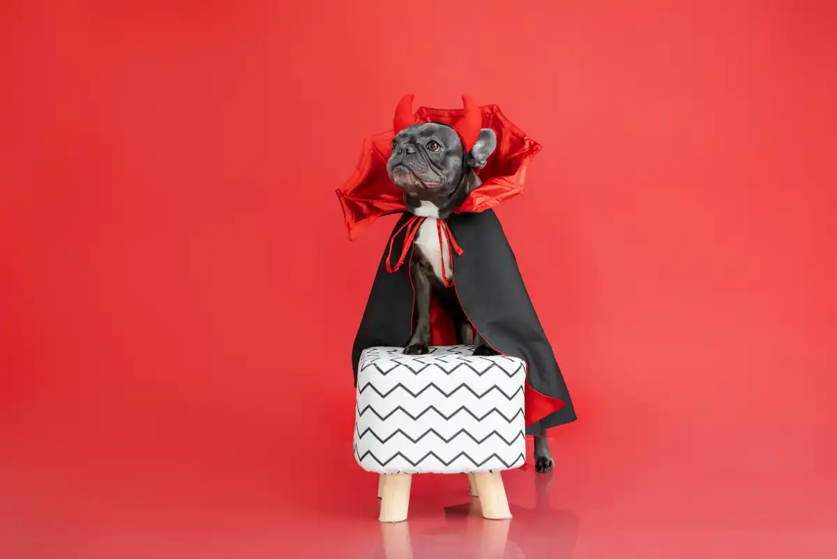Personalized pet Halloween costumes for Halloween