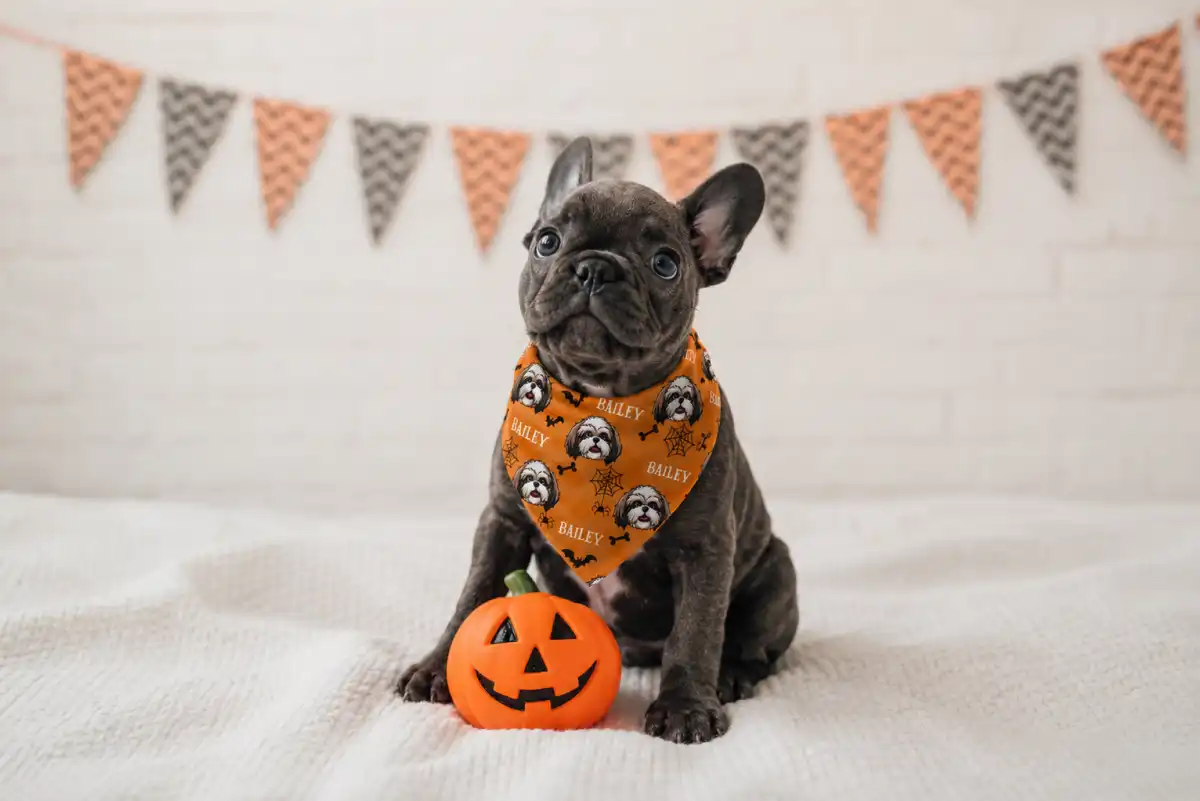 Custom pet-name bandanas and collar tags for Halloween